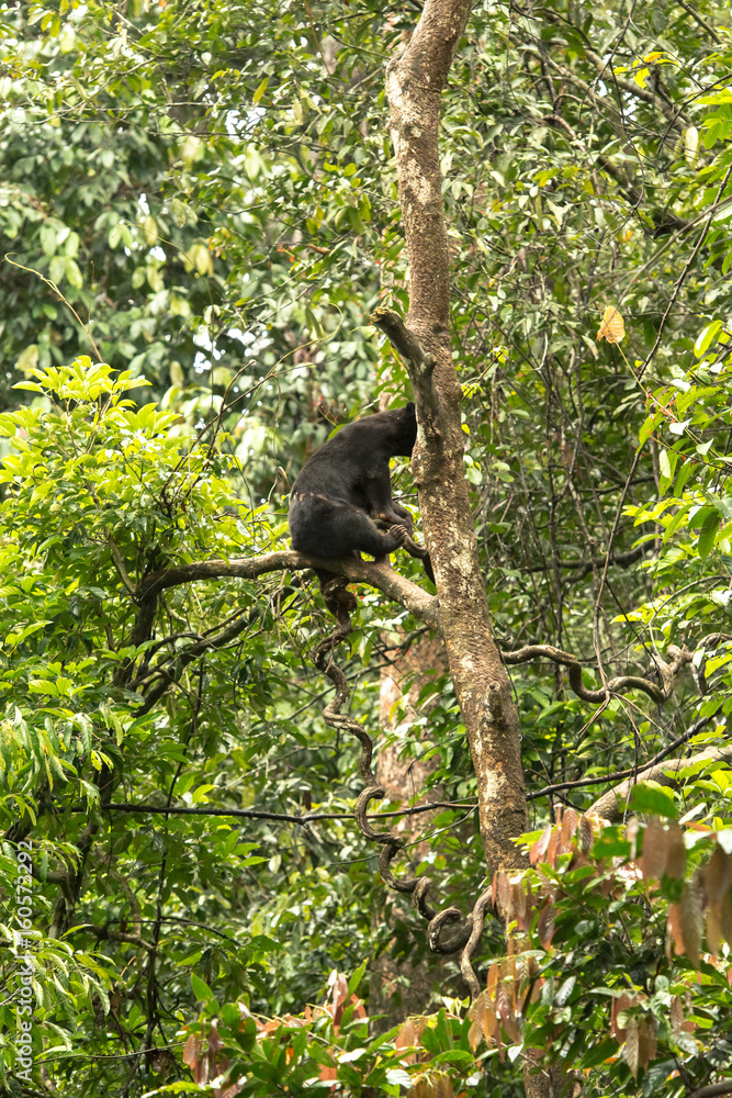 Obraz premium Picture of Sun bear at the Borneo Sun Bear Conservation Centre at Sepilok, Sabah, Malaysian Borneo