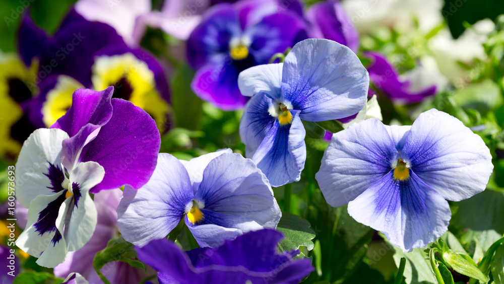 pansy flower growing in the garden