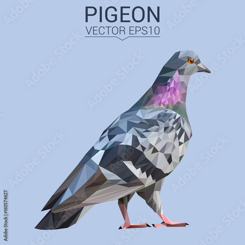 Pigeon bird animal low poly design. Triangle vector illustration.