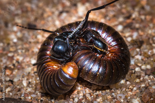 African stink Ant (pachycondyla tarsata) attacking a red millipede, Kruger National Park, South Africa photo