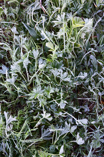 Wallpaper Mural Rime on a grass field Torontodigital.ca