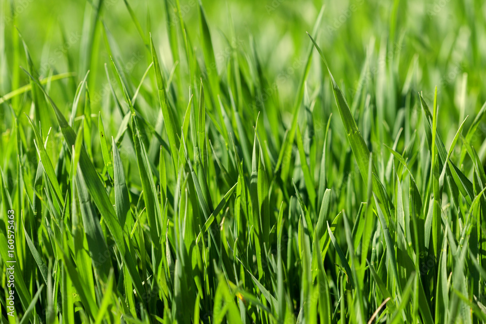 Background of green grass on a summer day Background of green grass on a summer day