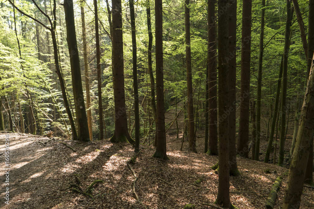 Fototapeta premium Auf dem Fernwanderweg Spessartweg