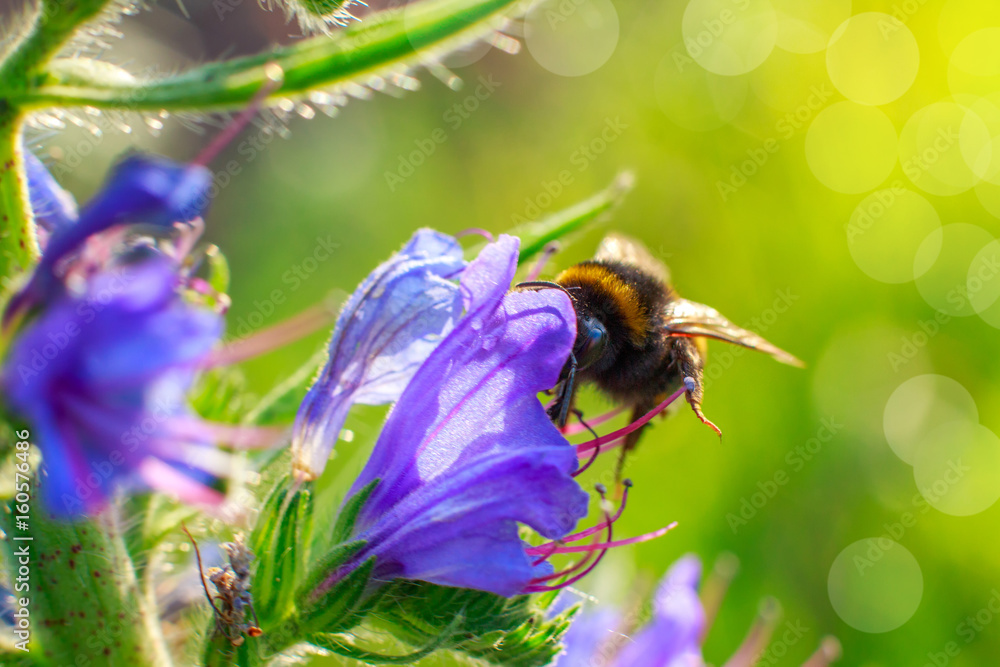 Bumblebee pollinating a flower . Bumblebee pollinating a flower .