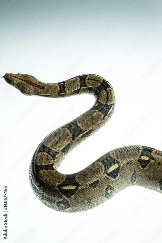 Fototapeta premium Colombian Boa. Tropical brown constrictor. Snake skin with yellow and black spots on a white background