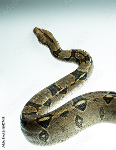 Colombian Boa. Tropical brown constrictor. Snake skin with yellow and black spots on a white background