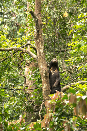Picture of Sun bear at the Borneo Sun Bear Conservation Centre at Sepilok, Sabah, Malaysian Borneo