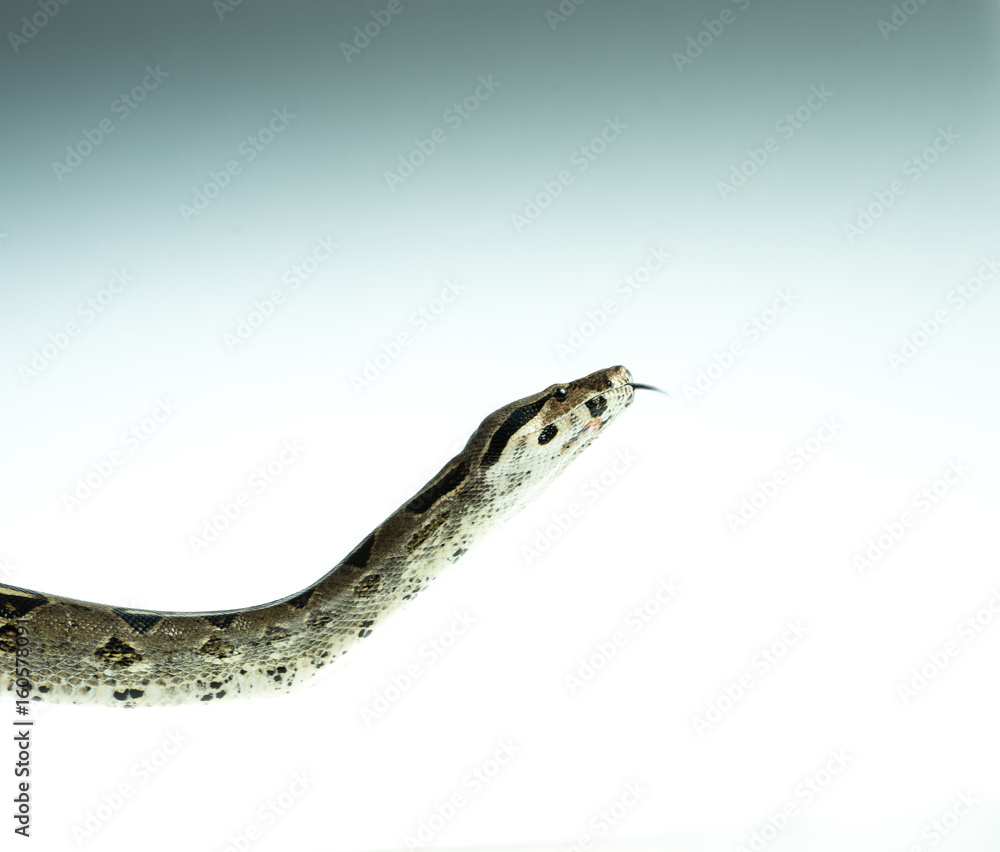 Fototapeta premium Colombian Boa. Tropical brown constrictor. Snake skin with yellow and black spots on a white background