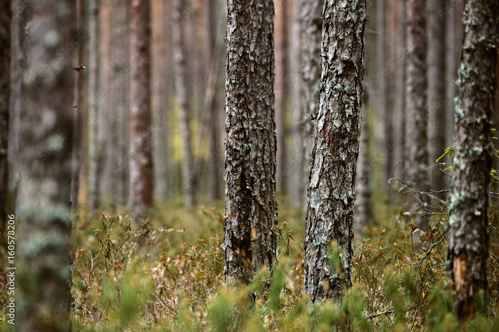 Thick forest trees