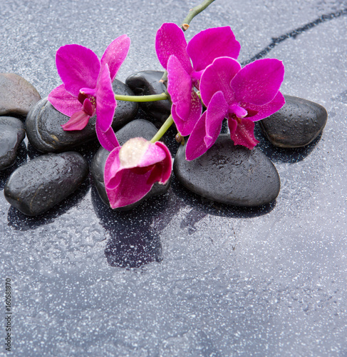 Pnk orchids and black stones close up.