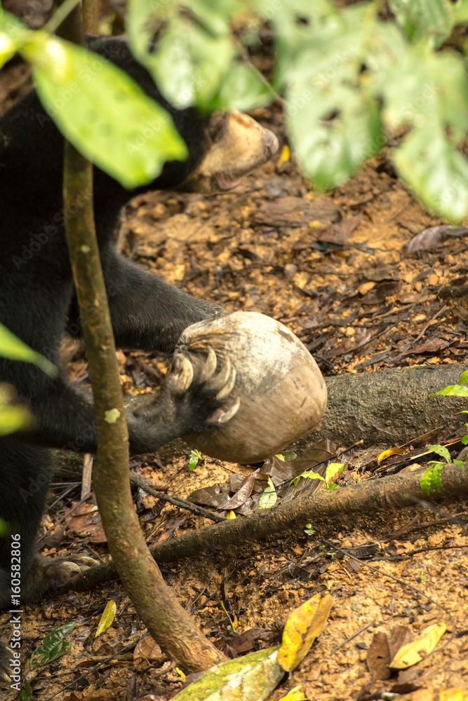 Picture of Sun bear at the Borneo Sun Bear Conservation Centre at Sepilok, Sabah, Malaysian Borneo Picture of Sun bear at the Borneo Sun Bear Conservation Centre at Sepilok, Sabah, Malaysian Borneo