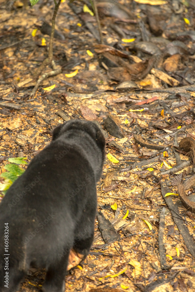 Picture of Sun bear at the Borneo Sun Bear Conservation Centre at Sepilok, Sabah, Malaysian Borneo Picture of Sun bear at the Borneo Sun Bear Conservation Centre at Sepilok, Sabah, Malaysian Borneo