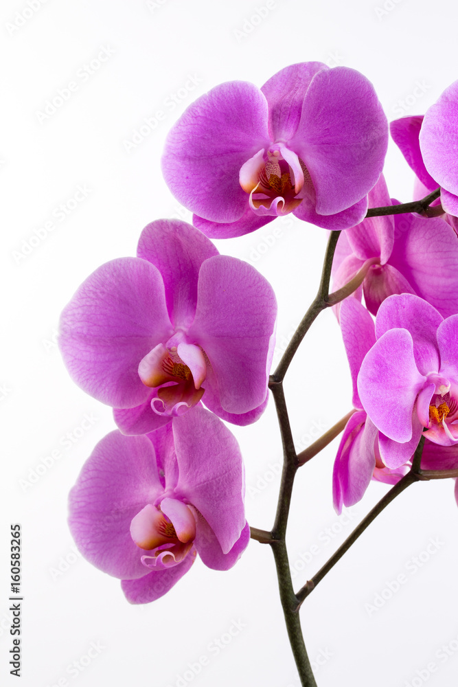 Fototapeta premium Pink beautiful orchid on colored background.