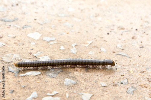 millipede on the floor of the house in the rain. photo