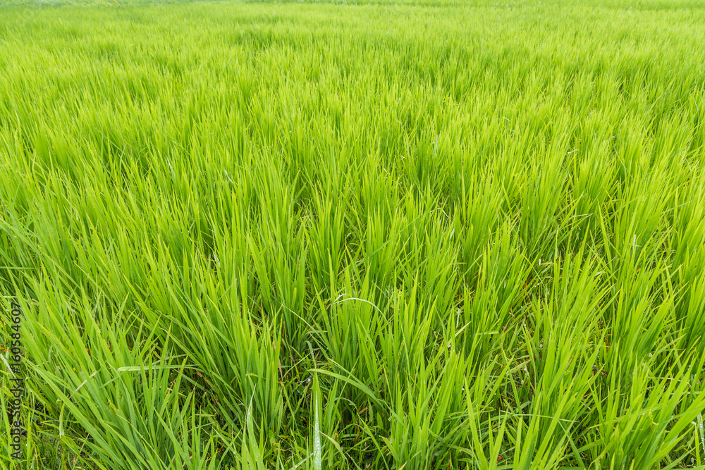 Green rice field closeup ( background) in agriculture field. Green rice field closeup ( background) in agriculture field.