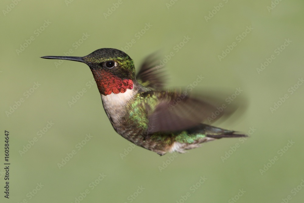 Fototapeta premium Ruby-throated Hummingbird (archilochus colubris)