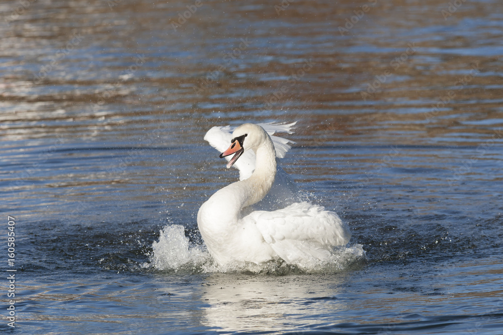 Höckerschwan Wasser Höckerschwan Wasser