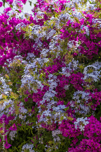 bush with blossom red flowers in sunny day