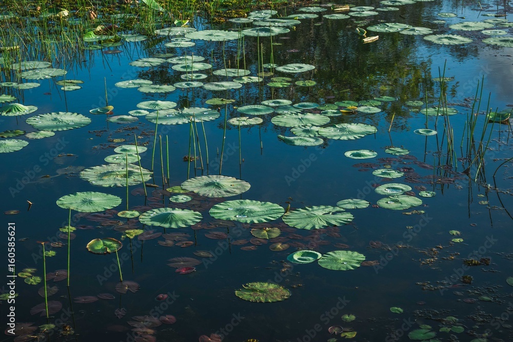 lotus pond lotus pond