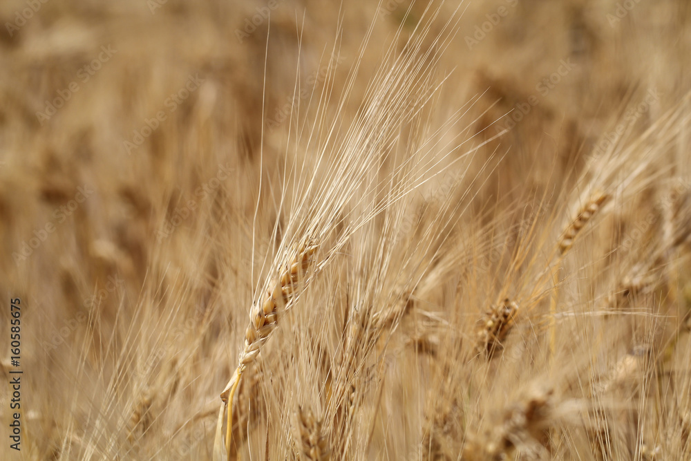 Fototapeta premium Roggen auf dem Feld, Landwirtschaft