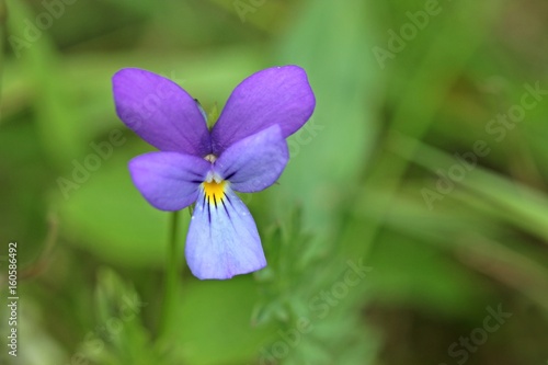 Wildes Stiefmütterchen (Viola tricolor)
