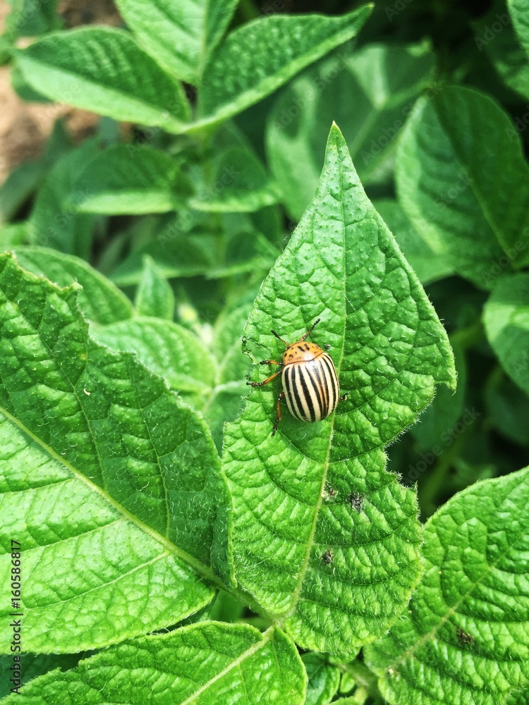 Close-up of a colorado beetle (leptinotarsa decemlineata) on a potato leaf Close-up of a colorado beetle (leptinotarsa decemlineata) on a potato leaf