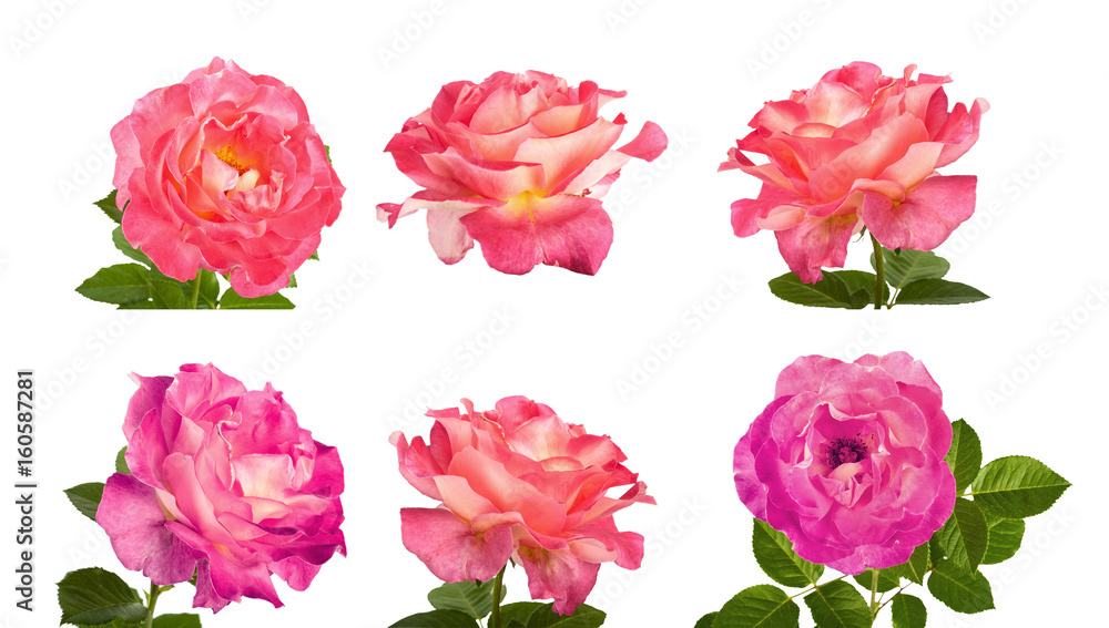 Beautiful pink roses for design isolated on white background Beautiful pink roses for design isolated on white background