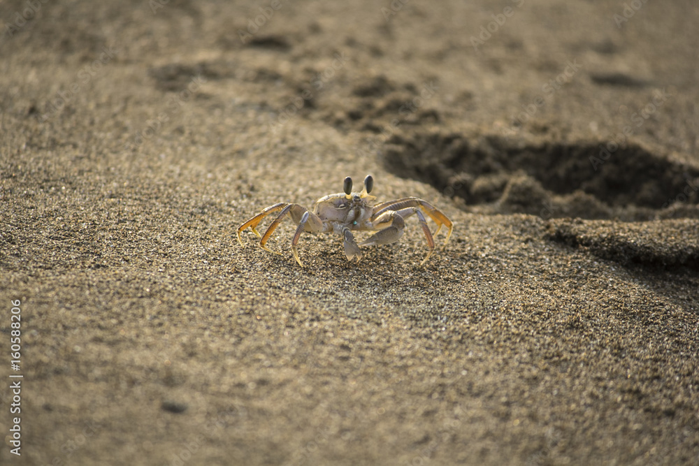 crab crab
