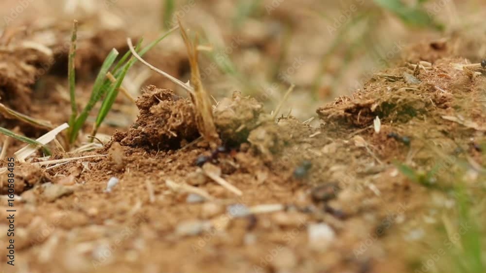 Black Ants moving on their Path Macro Plan Black Ants moving on their Path Macro Plan