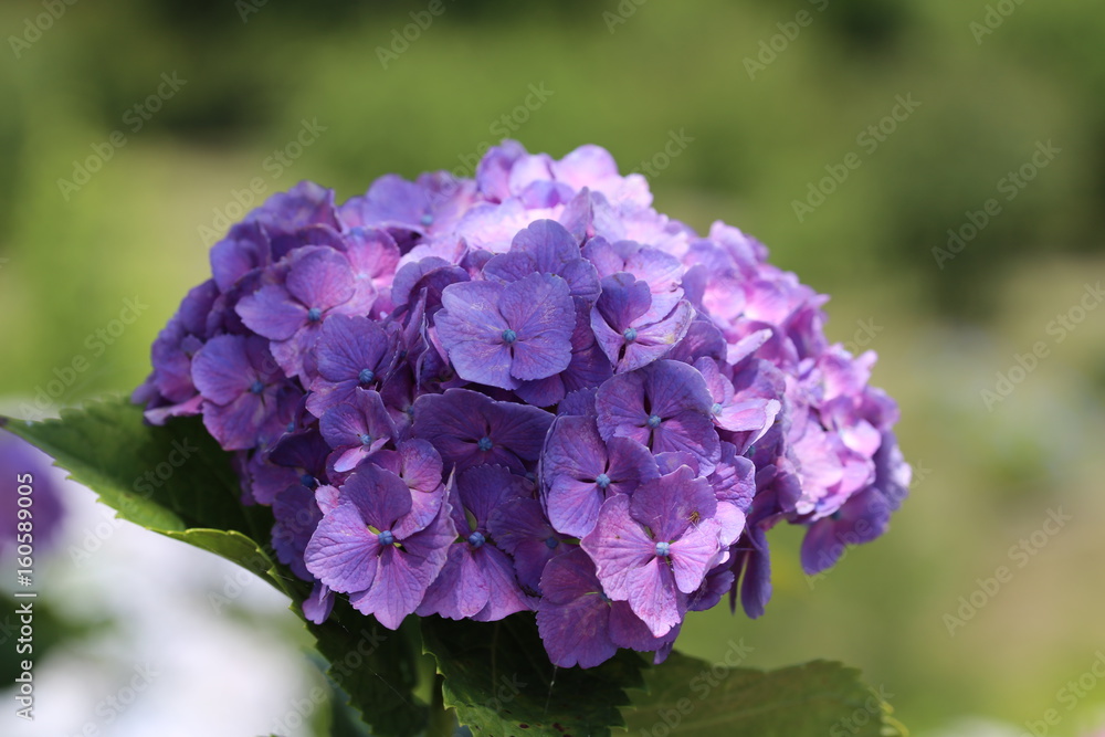 三重県　かざはやの里のあじさい