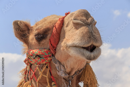 head of camel against sky