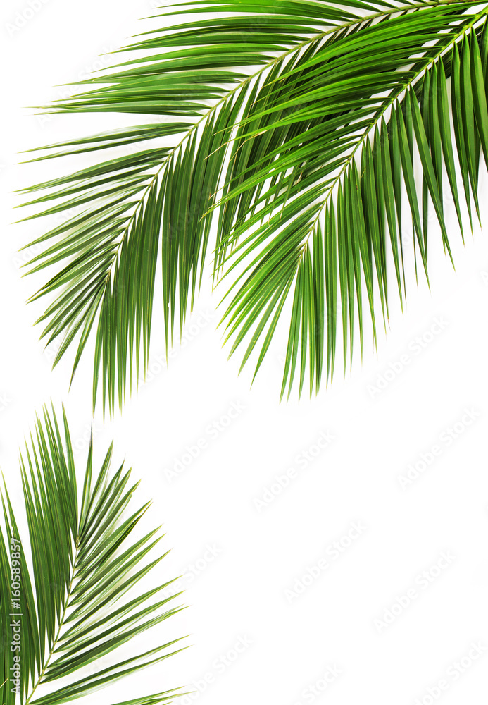 Palm leaf Palm leaf