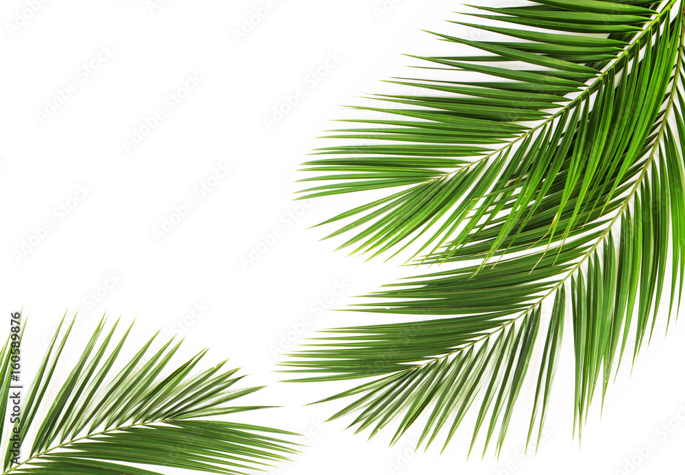 Fototapeta premium Palm leaf