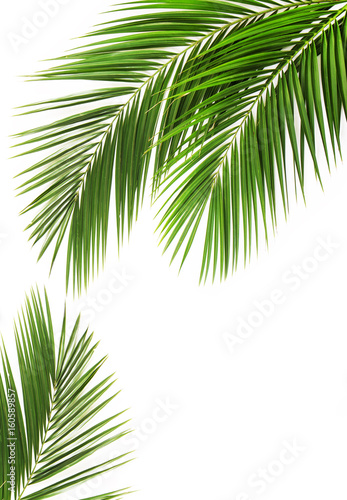 Palm leaf