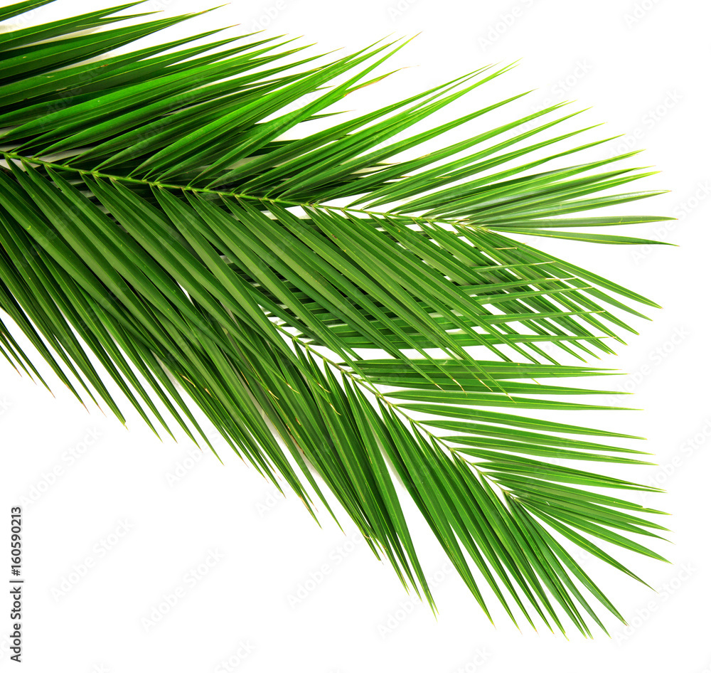 Obraz premium Palm leaf