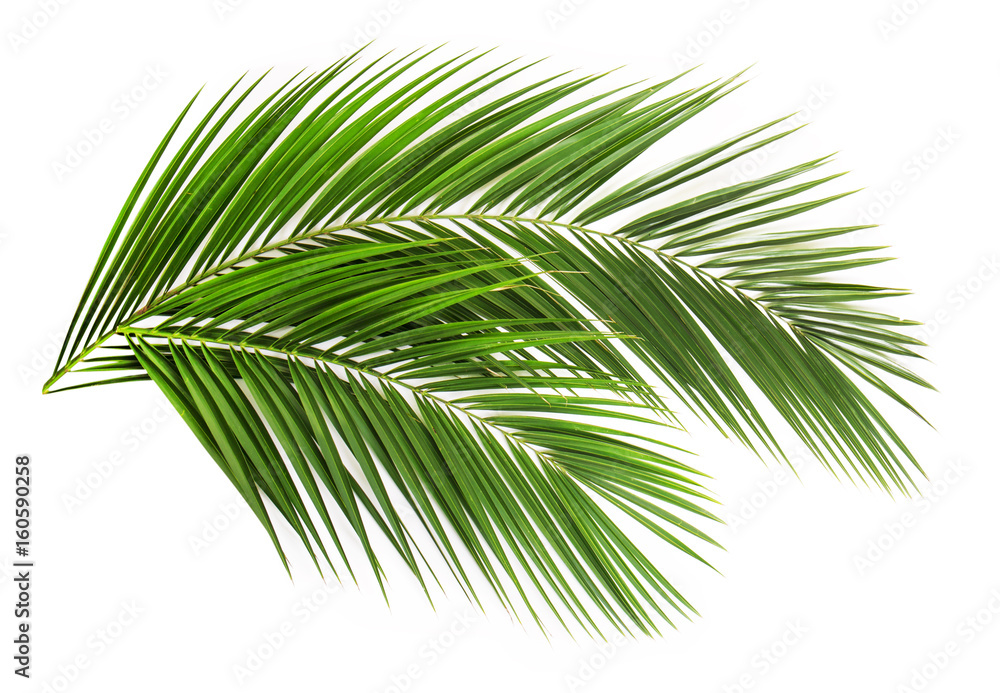 Naklejka premium Palm leaf