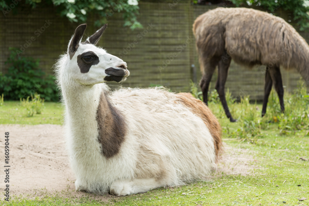 Lama schaut liegend in der Gegend rum