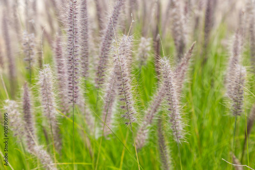 field of a wild plants with fluffy spike