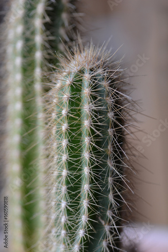 Cactus close up