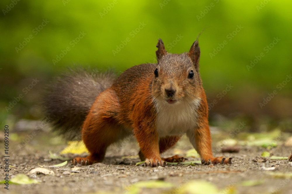 Eichhörnchen
Eichhörnchen
