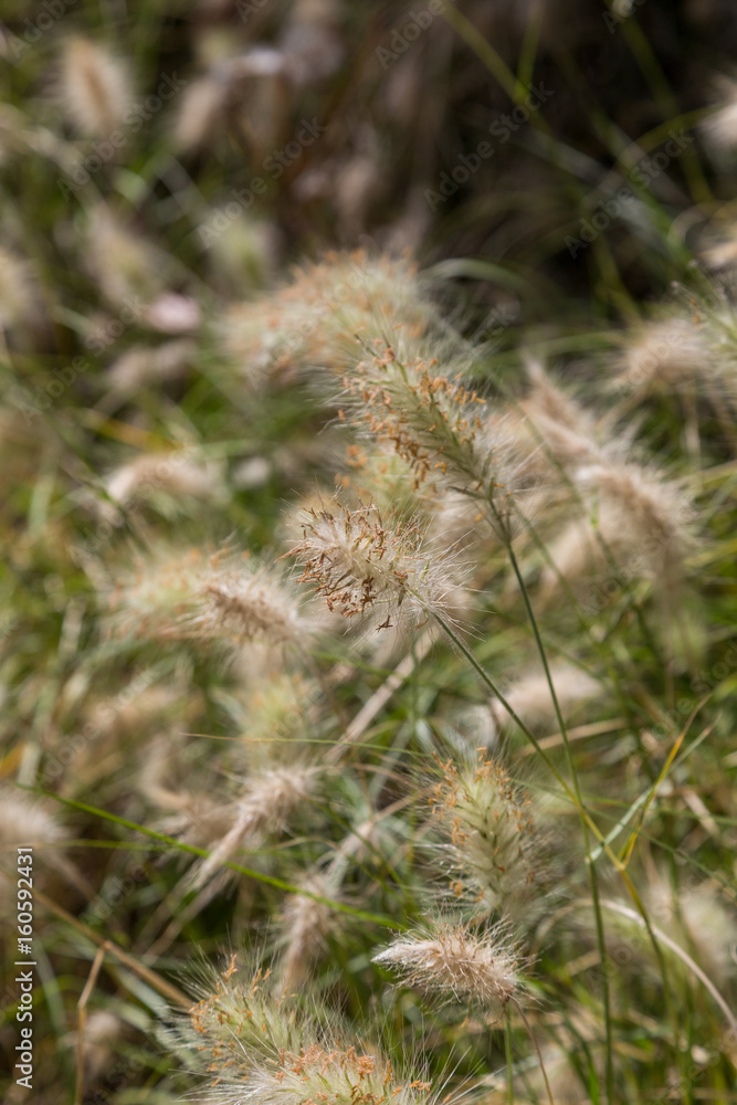 field of a wild plants with fluffy spike field of a wild plants with fluffy spike