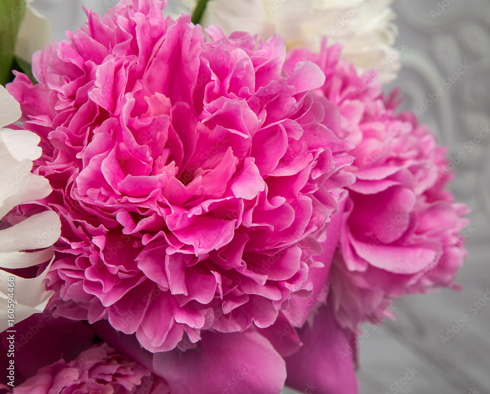 ender pink and white peony flowers close-up