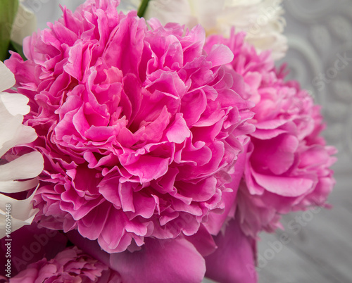 ender pink and white peony flowers close-up