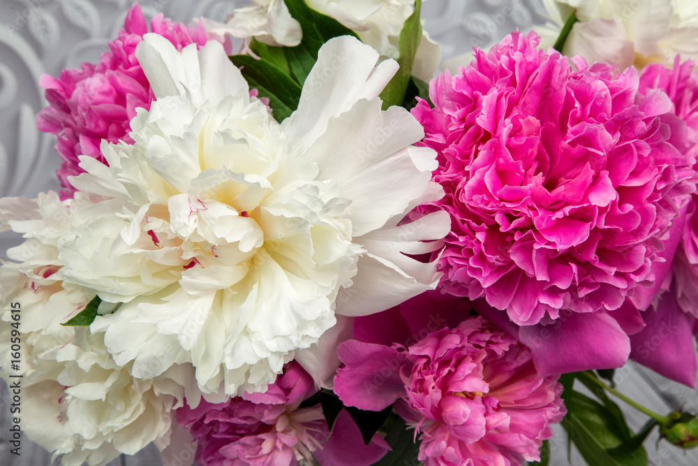 ender pink and white peony flowers close-up ender pink and white peony flowers close-up