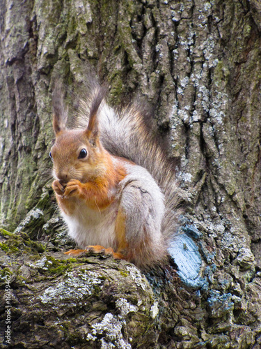 squirrel on the tree