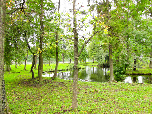 brook among the trees