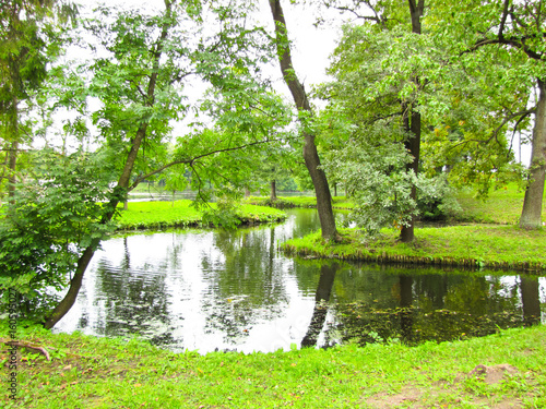 brook among the trees