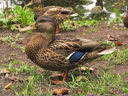 duck on the shore