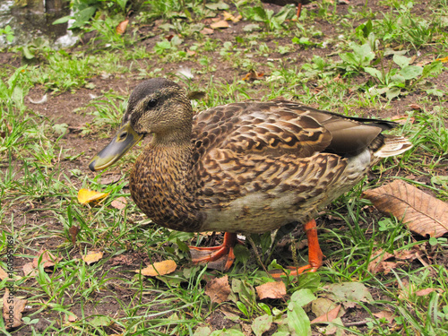 duck on the shore