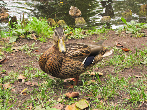 duck on the shore